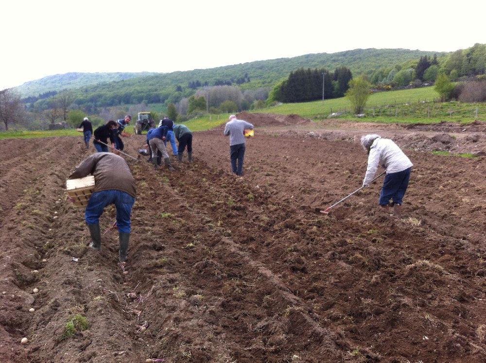 patates2014plantation00