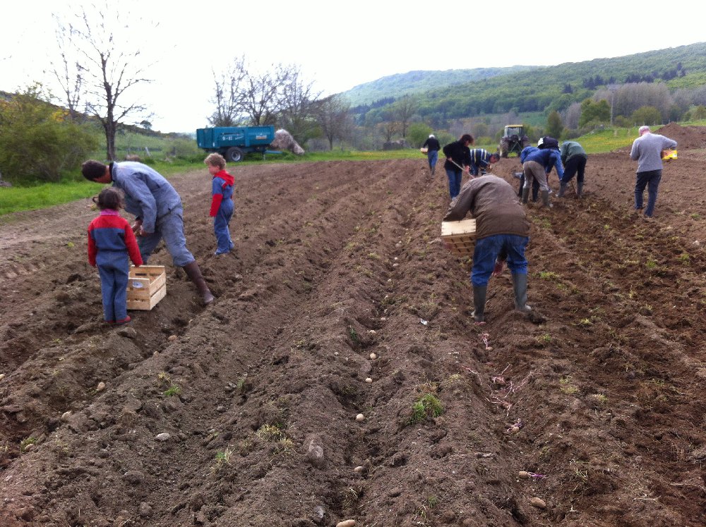 patates2014plantation01