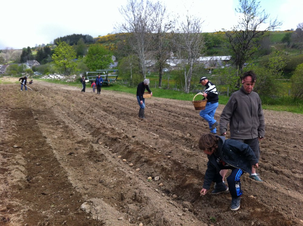 patates2014plantation02