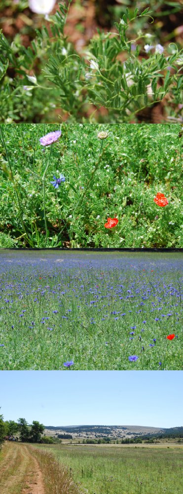 visite_toulousette_03_lentilles_red1000