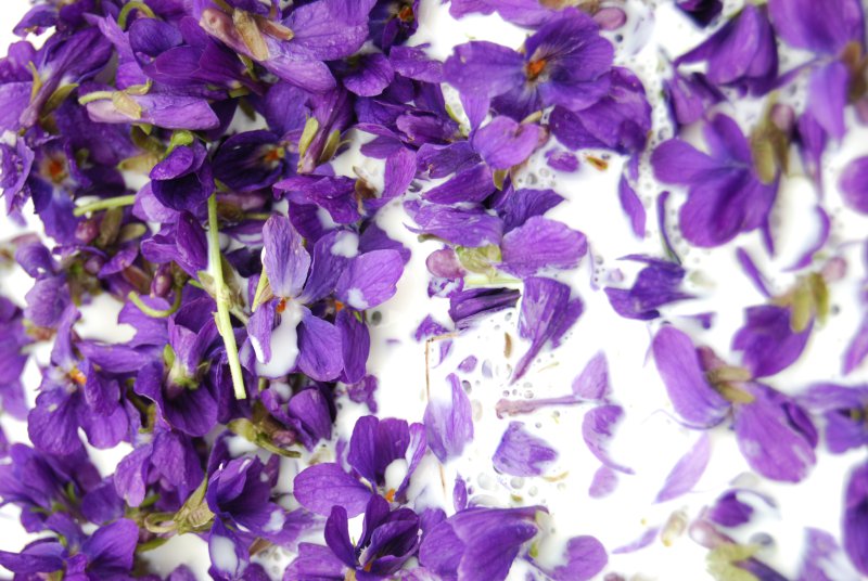 violettes04